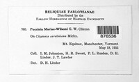 Puccinia mariae-wilsoniae image